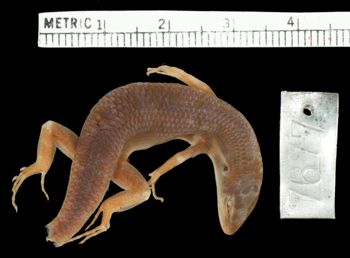 Media type: image;   Herpetology R-7677 Aspect: dorsal